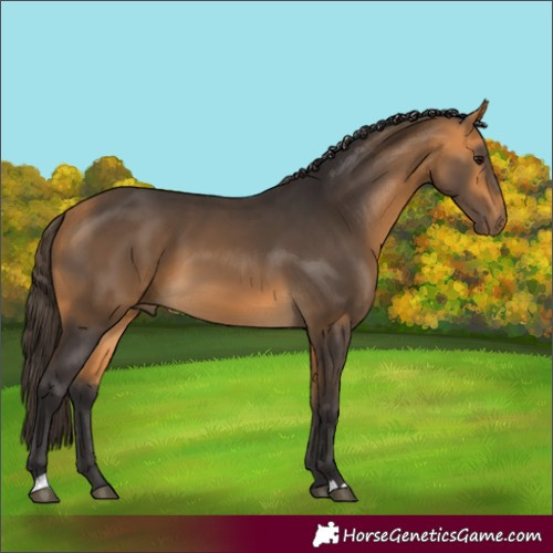 Horse Color:Buckskin 