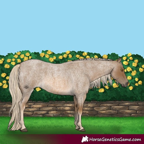 Horse Color:Chocolate Palomino Roan 