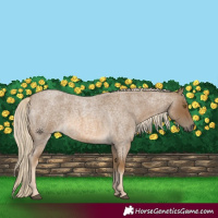 Horse Color:Chocolate Palomino Roan