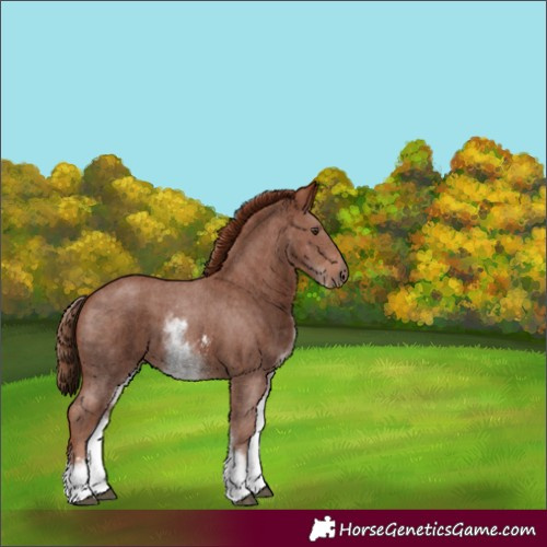 Horse Color:White Spotted Chestnut Sabino 