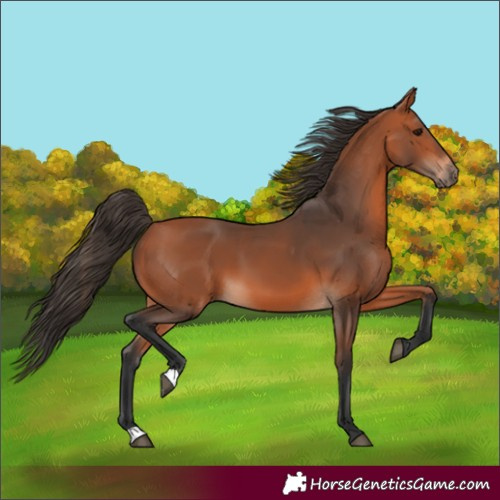 Horse Color:Bay 