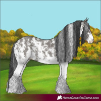 Horse Color:Grullo Sabino Rabicano 