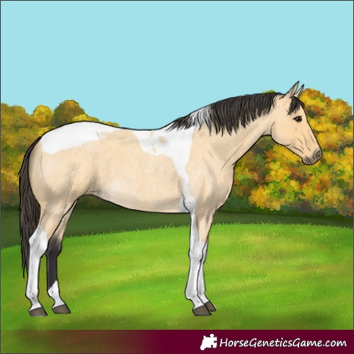 Horse Color:Buckskin Roan Tobiano 