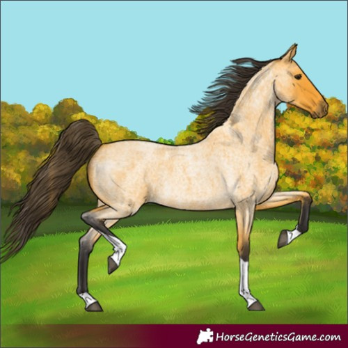 Horse Color:Buckskin Roan Tobiano 