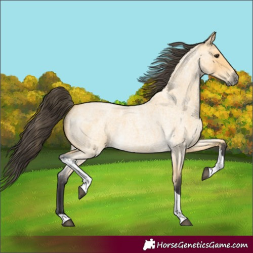Horse Color:Buckskin Roan Tobiano 
