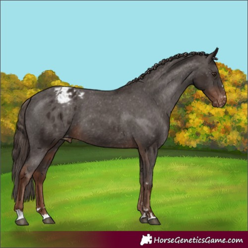 Horse Color:Liver Chestnut Appaloosa 