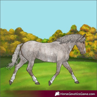 Horse Color:Silver Blue Roan Sabino 