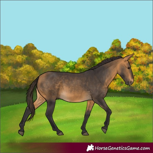 Horse Color:Buckskin 