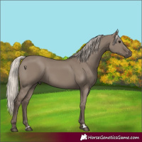 Horse Color:Silver Grullo 