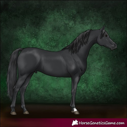 Horse Color:Black 