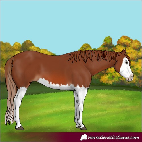 Horse Color:Chestnut Splash 