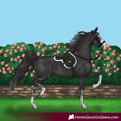 Horse Color:Smoky Black  and Smoky Black Splash 