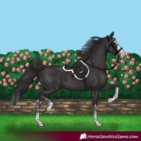 Horse Color:Smoky Black  and Smoky Black Splash 