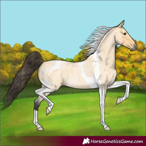 Horse Color:Buckskin Roan Tobiano 