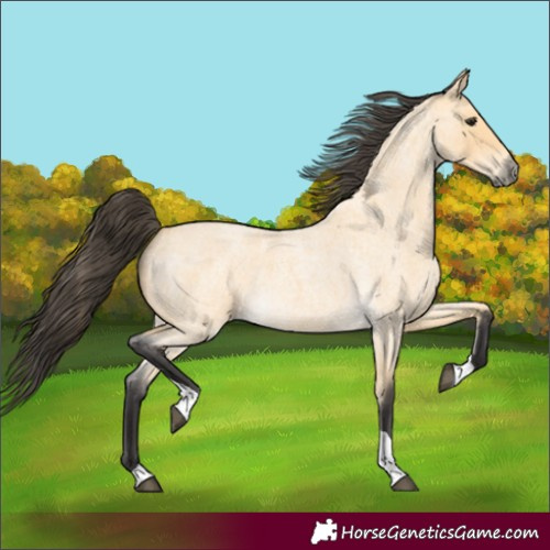 Horse Color:Buckskin Roan Tobiano 