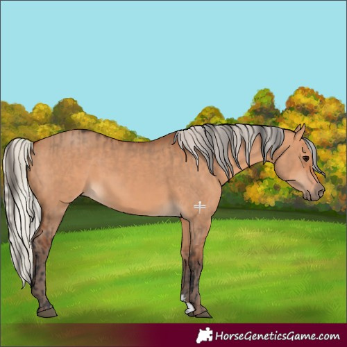 Horse Color:Bay Dun  and Silver Bay Dun 