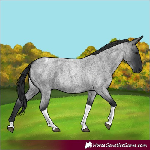 Horse Color:Blue Roan Tobiano 