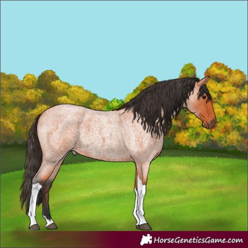 Horse Color:Bay Roan Tobiano 