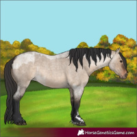 Horse Color:Brown Roan Dun and Brown Roan Dun Rabicano