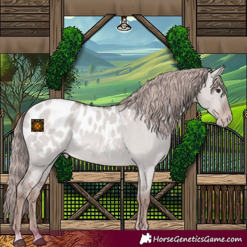 Horse Color:Platinum Red Dun Appaloosa