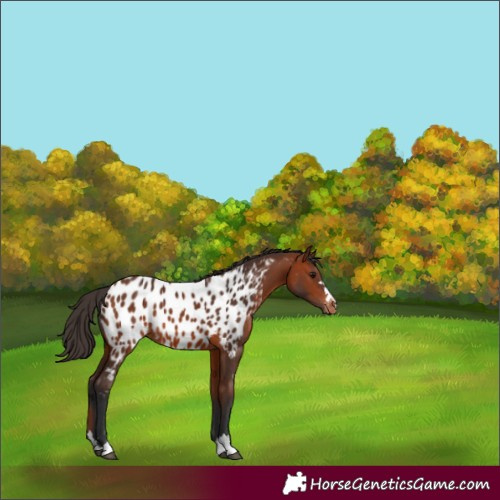 Horse Color:Bay Near Leopard 