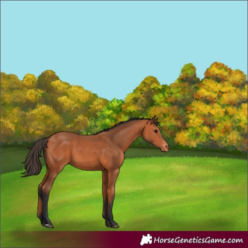 Horse Color:Bay Varnish