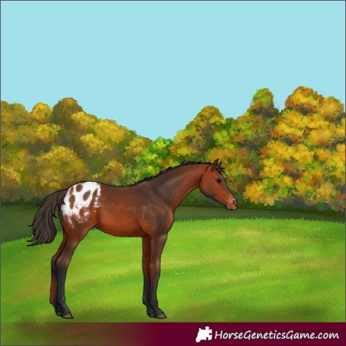 Horse Color:Bay Blanket