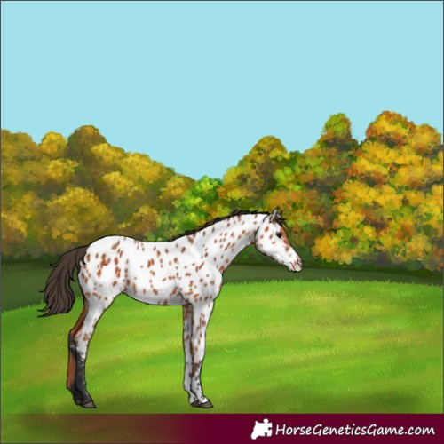 Horse Color:Bay Near Leopard