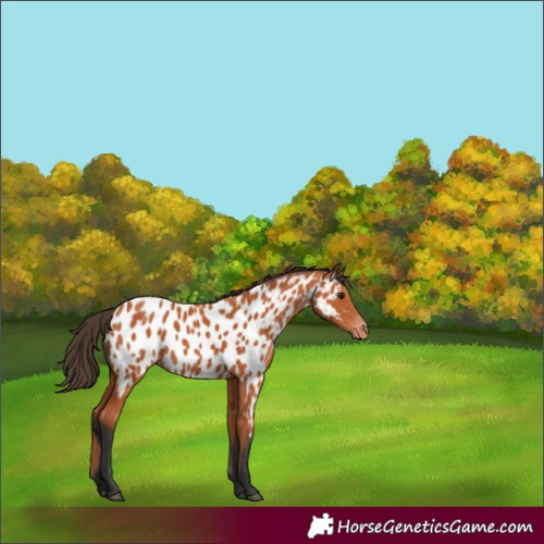 Horse Color:Bay Near Leopard