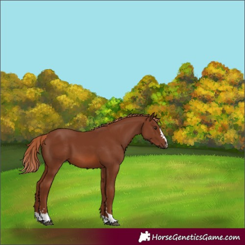 Horse Color:Chestnut 