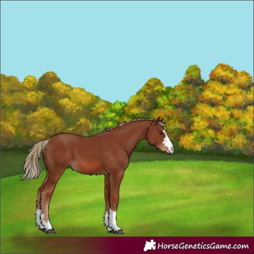 Horse Color:Chestnut 
