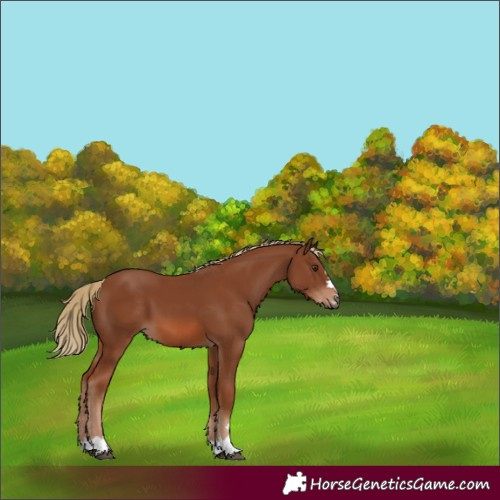 Horse Color:Chestnut 