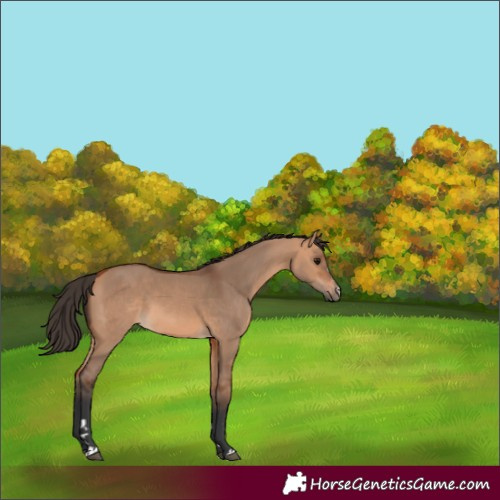 Horse Color:Bay Dun 