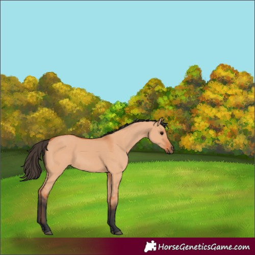 Horse Color:Bay Dun