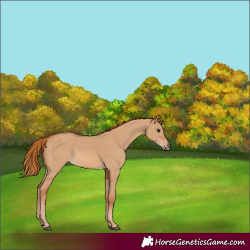 Horse Color:Red Dun 