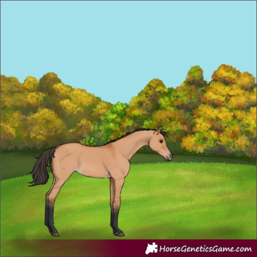 Horse Color:Bay Dun