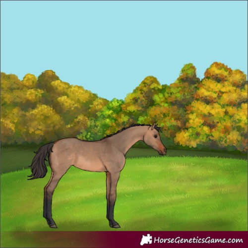 Horse Color:Bay Dun