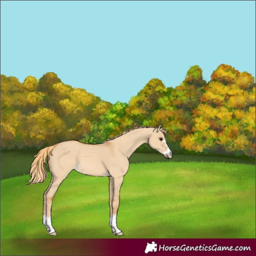 Horse Color:Red Dun