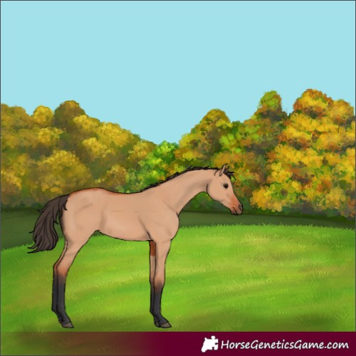 Horse Color:Bay Dun 