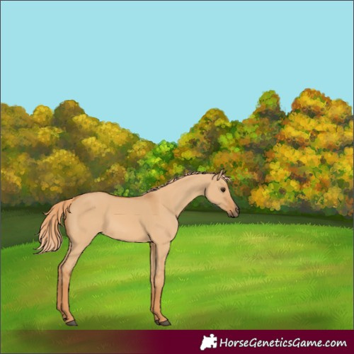 Horse Color:Red Dun 