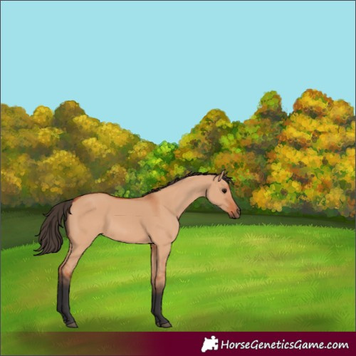 Horse Color:Bay Dun