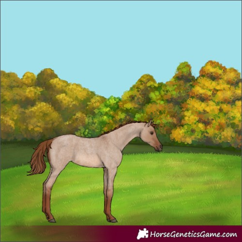 Horse Color:Red Dun Roan
