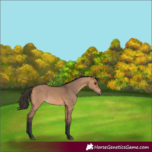 Horse Color:Bay Dun