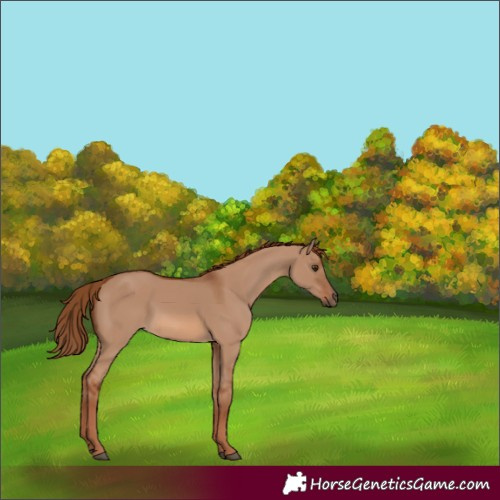 Horse Color:Red Dun