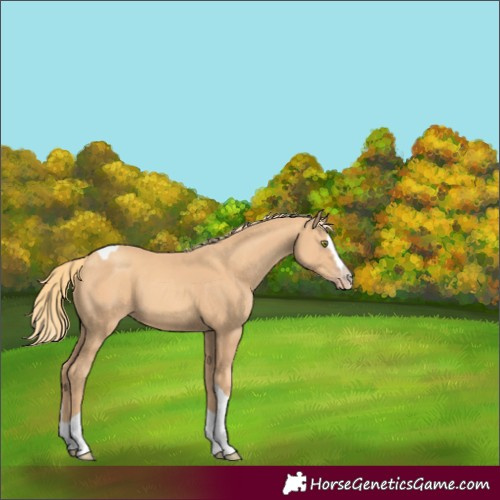 Horse Color:Gold Champagne Splash Tobiano