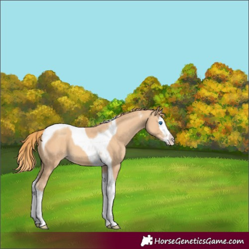 Horse Color:Gold Champagne Splash Tobiano 