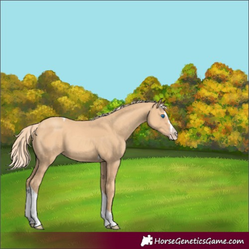 Horse Color:Gold Champagne Splash Tobiano
