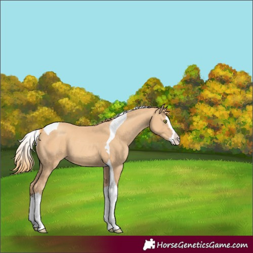 Horse Color:Gold Champagne Splash Tobiano 