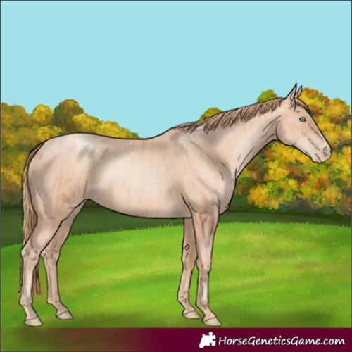 Horse Color:Gold Champagne Pearl Rabicano and Gold Champagne Pearl Rabicano