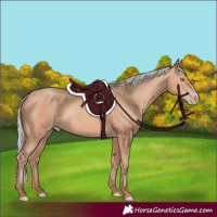 Horse Color:Silver Amber Champagne Frame 